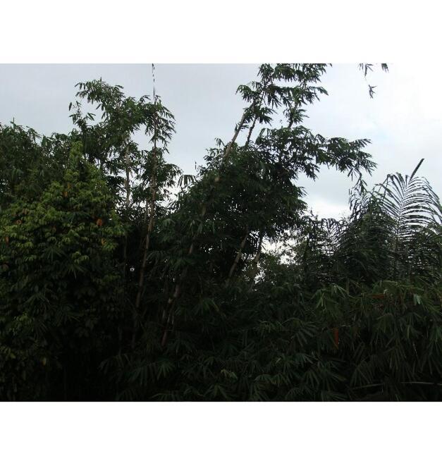 Arjun Bed&Breakfast Ubud  Bagian luar foto